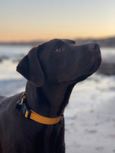 Load image into Gallery viewer, Waterproof Dog Collar
